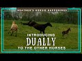 Mother horse protecting baby-Dually's first time with Ecco and Chino