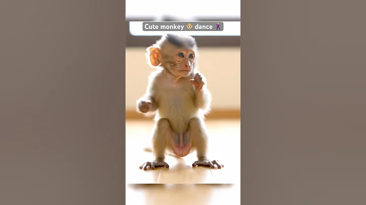 🐒💃 | Cutest Monkey Dance Ever #shorts #ytshorts #monkey #bandar #dance #monkeydance #cute #baby