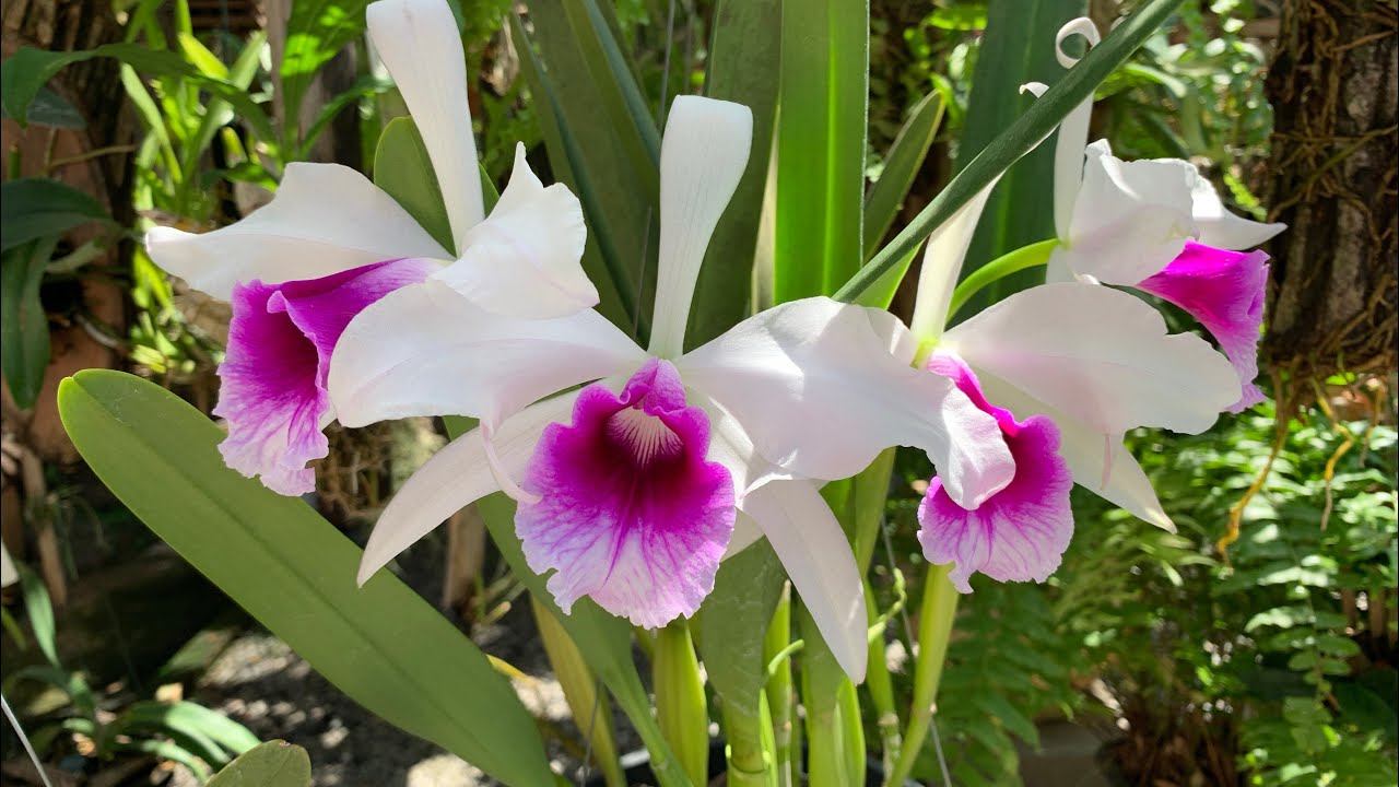 LAELIA PURPURATA 🌺 VEJA A MELHOR FORMA DE CULTIVAR E QUAL ADUBO USAR PARA TER UMA BELA FLORAÇÃO 😍
