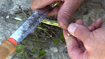 How do you use prickly ash berries?