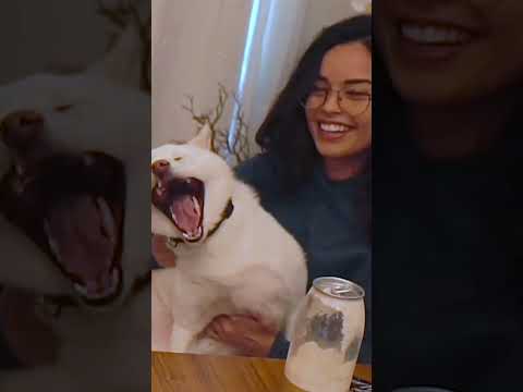 Fuslie Wonders What It Would Be Like To Be Valkyrae's Dog #shorts
