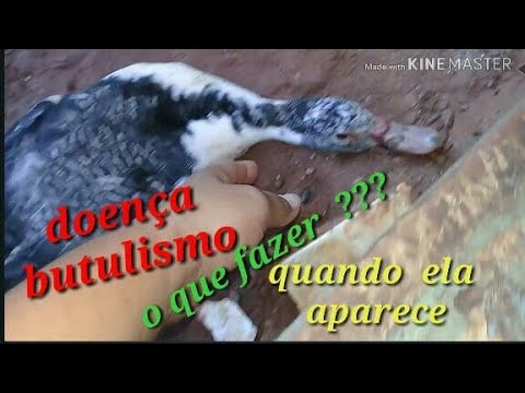 Vídeo: É ruim andar com patas de pato?