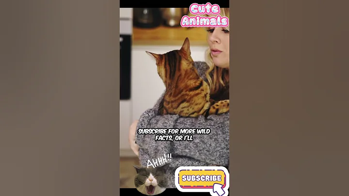 Video 11827911: bengalcat cutecat, bengal cat cute, meet feline