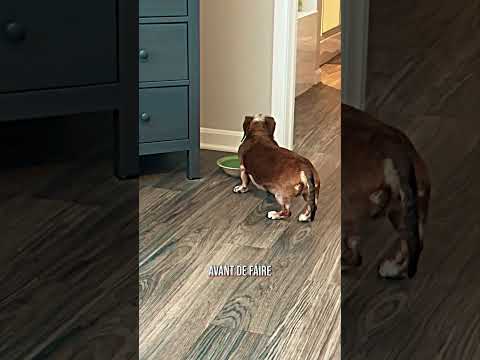 La routine de ce chien 😅