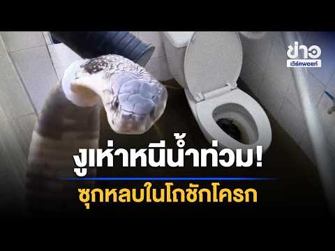 Cobra flees flood, hides in toilet! | Workpoint News Daily | September 28, 2026