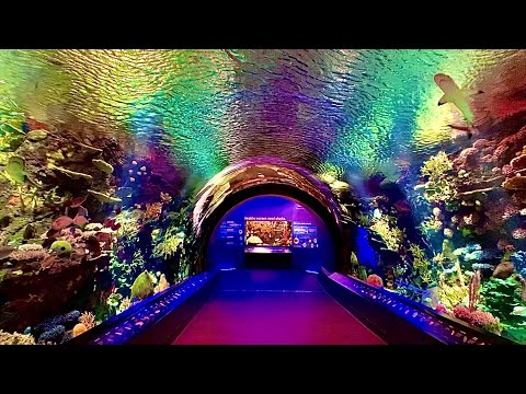 New York Aquarium Cinematic Walkthrough Tour NY Coney Island NYC Reef and new Shark Exhibit