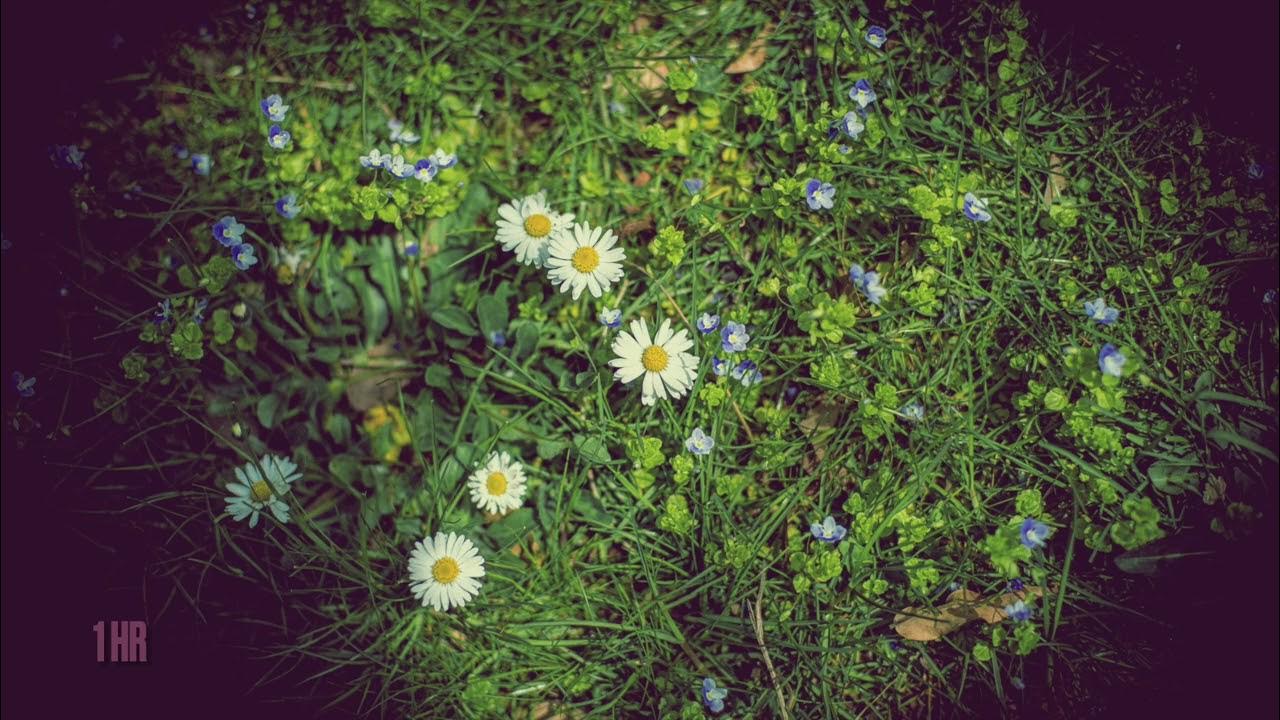 (1 Hour) Ludovico Einaudi - I Giorni (Lull and Relax Arranged) (1 Hour) Ludovico Einaudi - I Giorni (Lull and Relax Arranged)