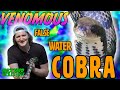 My Passion Species: False Water Cobra