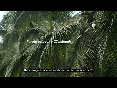 Buko Pandan Plant