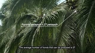 Pandan Coconut Variety / Aromatic Green Dwarf -  Subtitle English