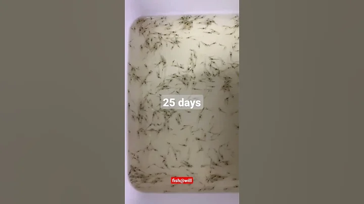 Vannamei Prawns Life Cycle - DayDayNews