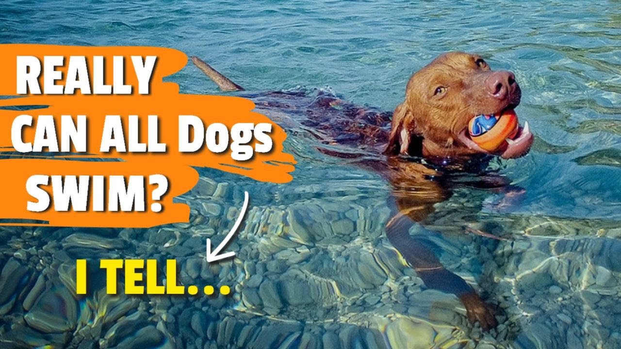 ¿Can ALL Dogs SWIM? 🐶🤽 ¡How to Teach Them!