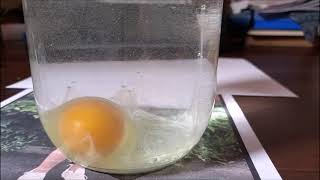 Диагностика на яйце: порядок действий на примере
