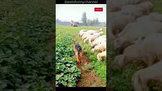 Funny Animal Videos 2023 Part 82 cats dogs funny animals catvideos cute cuteanimals