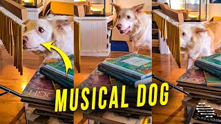 Musical Dog Playing With Tubular Bells