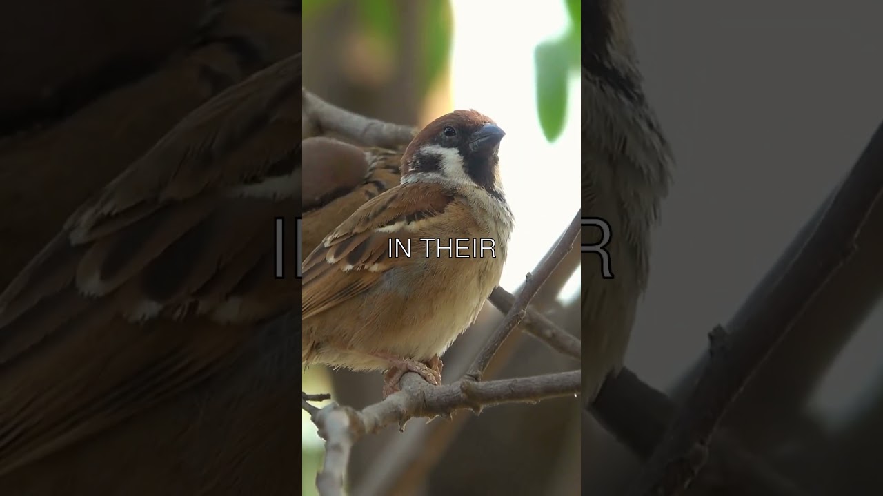 🐣🐦 The Incredible Journey of Juvenile Sparrows