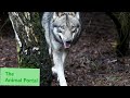 Return of the european wolf  nature documentary