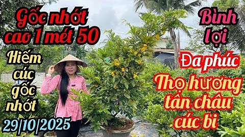 29/10/2025☎️0968282738 Điệp 👉mai vàng chơi tết hàng hiếm giá rẻ cúc tân châu thọ hương cúc vip già 