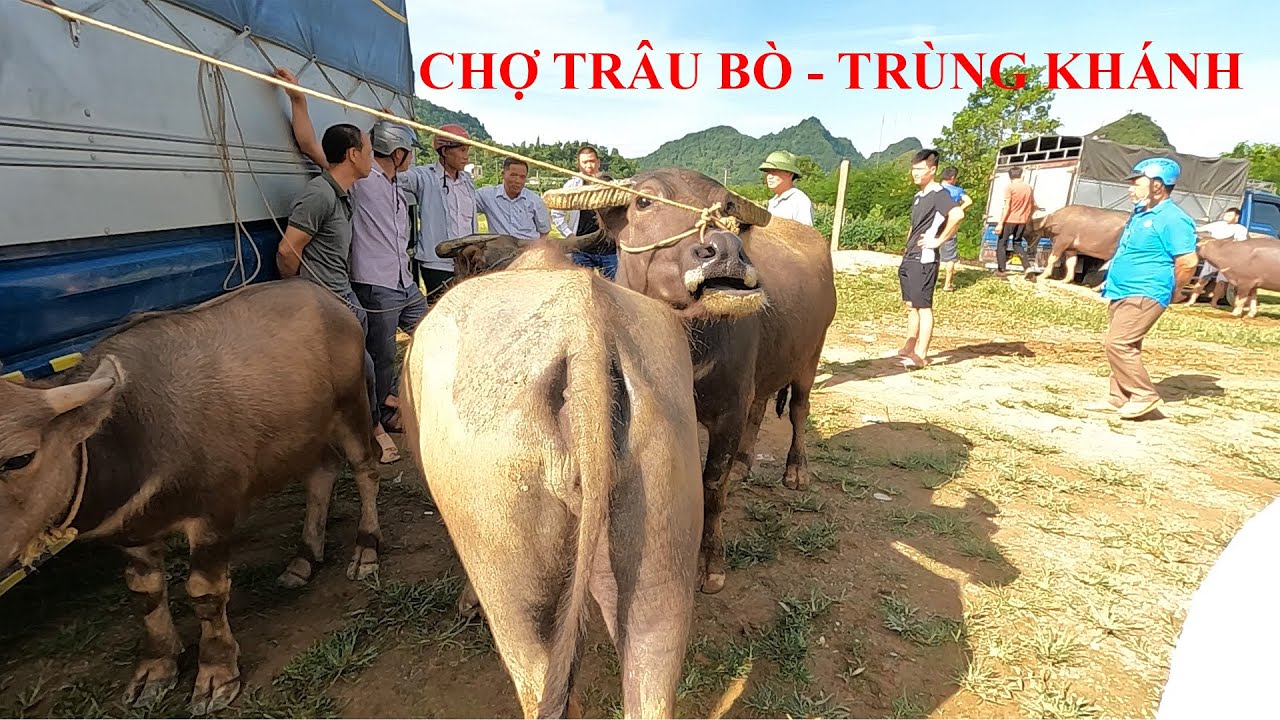Giá Trâu Bò Ra Sao? Biên Mở Cửa Chưa? Chợ Trâu Trùng... - youtube
