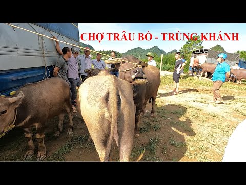 Video Giá Trâu Bò Ra Sao? Biên Mở Cửa Chưa? Chợ Trâu Trùng... - youtube