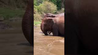 ของคลิป:แสงเดือนชัยเลิศ ข้างมีความสุข หลังฝนตกได้เล่นน้ำตามธรรมชาติ ที่ Elephant Nature Park