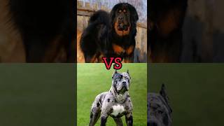 ?????? VS ??????#shorts #viral #dog #dogs