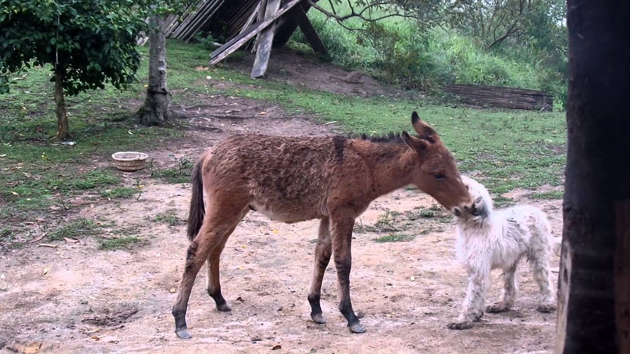 Burro e Cachorro brincando - YouTube