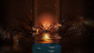 Calm Of The Nature Video Wallpaper