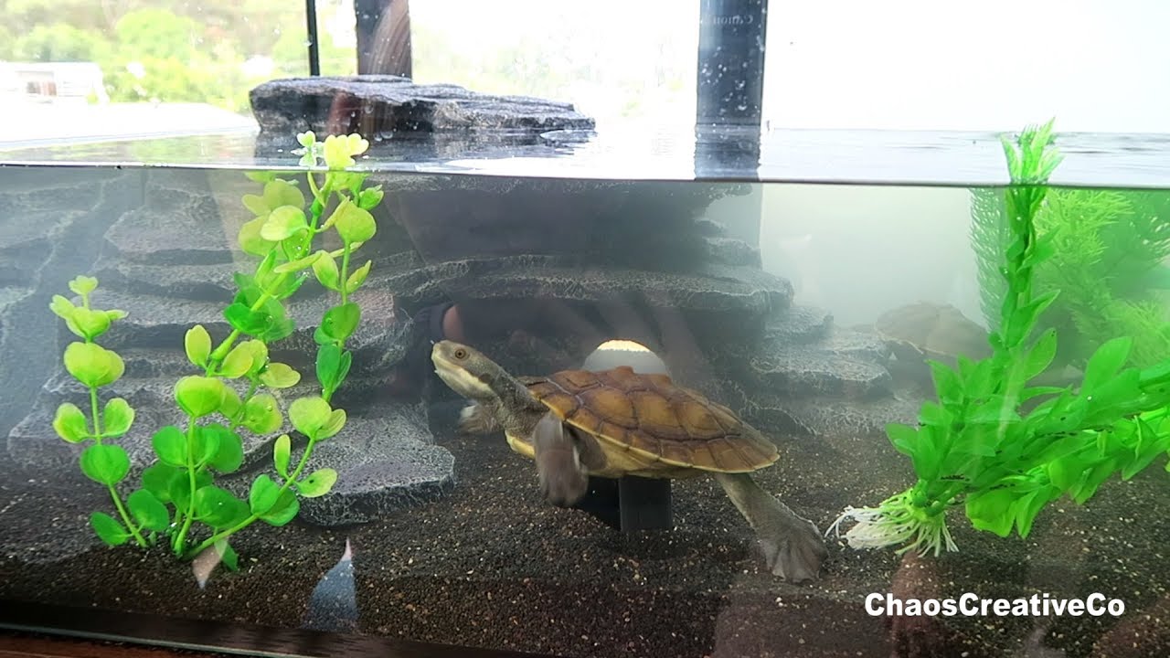 turtle pet aquarium