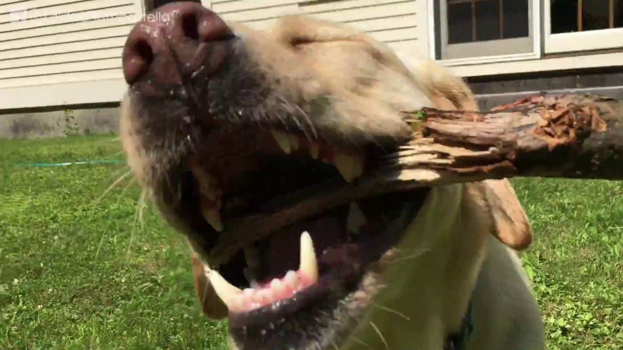 Stella, Put it on the Pile puppy paradise