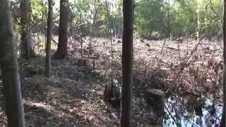 Succession and Disturbance by South Carolina NRCS Conservation Videos 18,505 views 10 years ago 6 minutes, 5 seconds