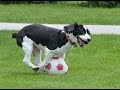 "Dogs Playing Soccer/Football" || CFS