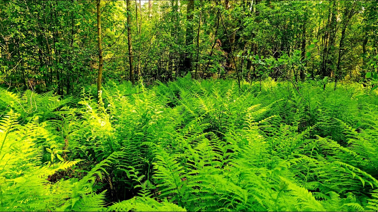 Звуки леса в формате 4K для успокоения 🌿 Умиротворяющее пение птиц и зелень для релаксации🌿