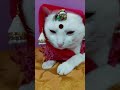 Tik Tok Cat Funny video compilation||Tiktok Fan Club