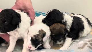 Mini Sheepadoodle Puppies For Sale - Prairie Hill Puppies - Blossom and Sarge