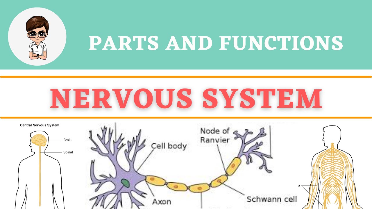 Nervous System Function