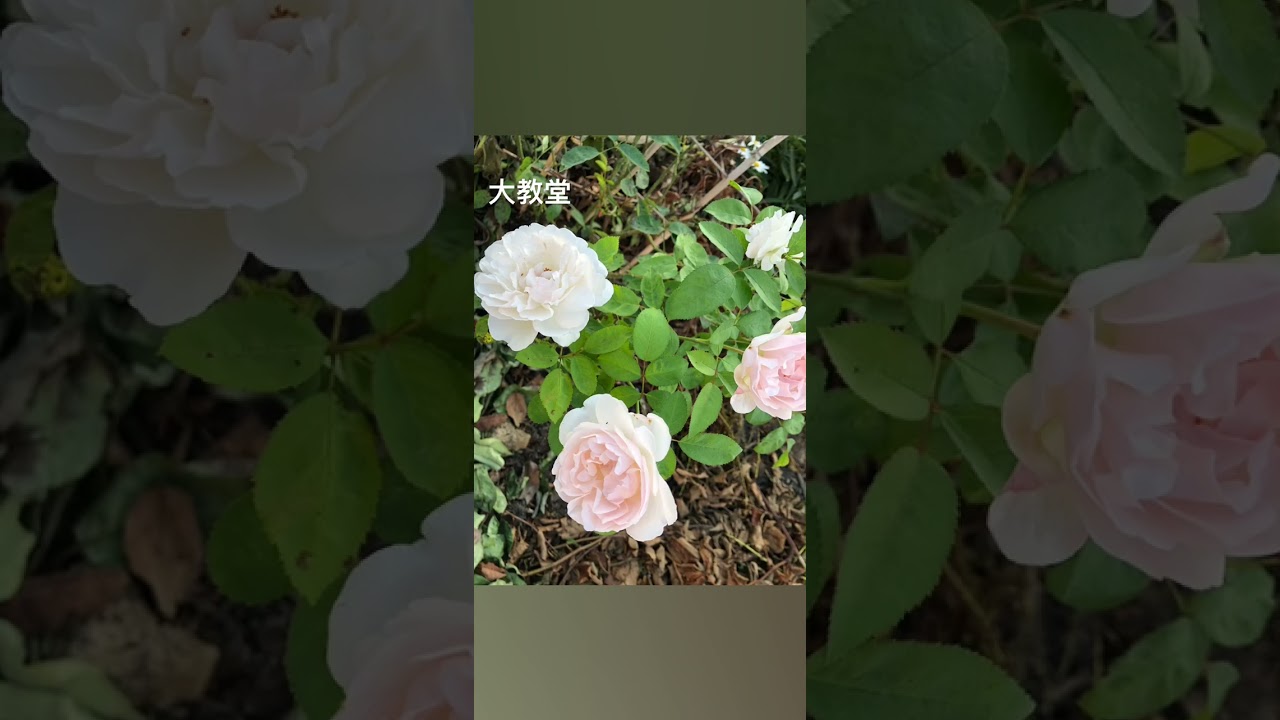 Winchester cathedral _白玫瑰（大教堂）