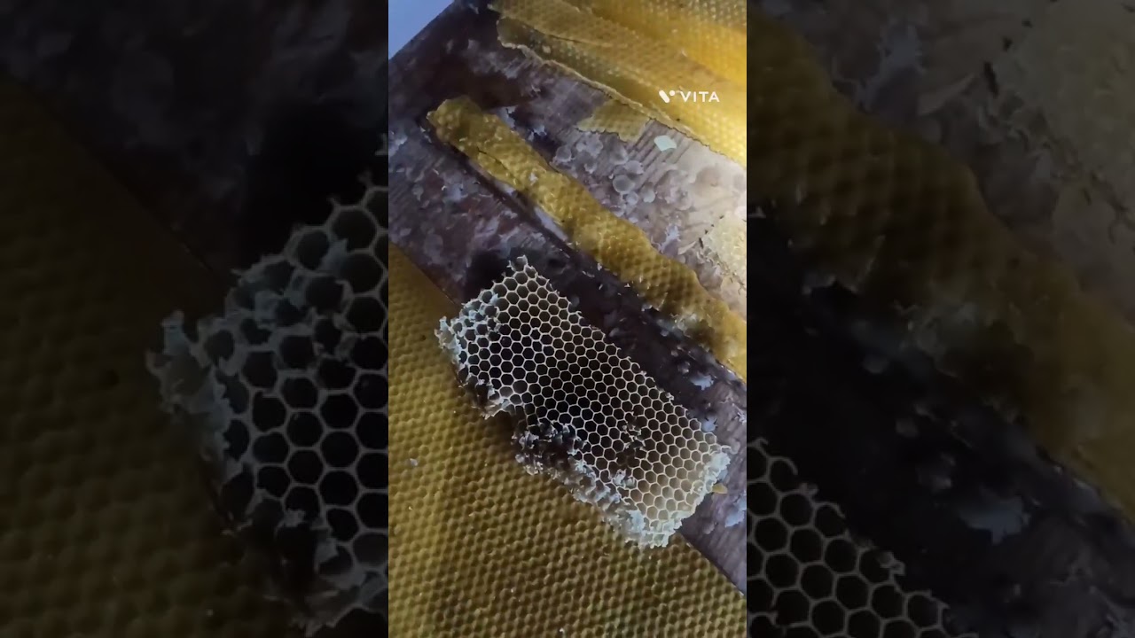 Herkesin yapabileceği Alpay Boran tekniği ile kaliteli ana arı üretme. #anaarıüretimi #queenbeebreed