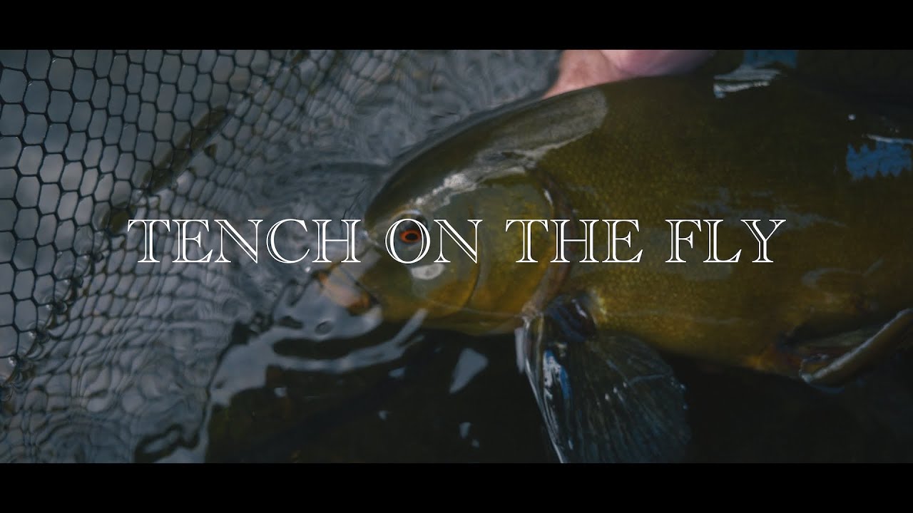 Tench on the fly : flyfishing for tench
