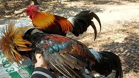 mus dib qaib tau 1 tug xwb ib tug tua g raug khuv xim heev .