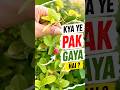 Kya Ye Karonda Pak Gaya Hai ? #terracegarden