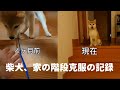 柴犬、家の階段降り初成功【柴犬こま】Shiba Inu Challenge