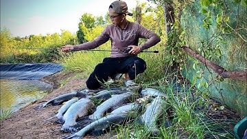 Cần Falchion và Cần UL siêu rẻ. Bão cá chẽm mùa gió mạnh và lạnh.