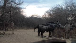 Big Kudu Bull