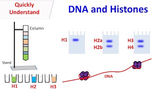 Histones | DNA and Histones
This video is about DNA, Histones and Nucleosomes. The experiments that led to the discovery and purification of Histones have been discussed. Histones | DNA and Histones