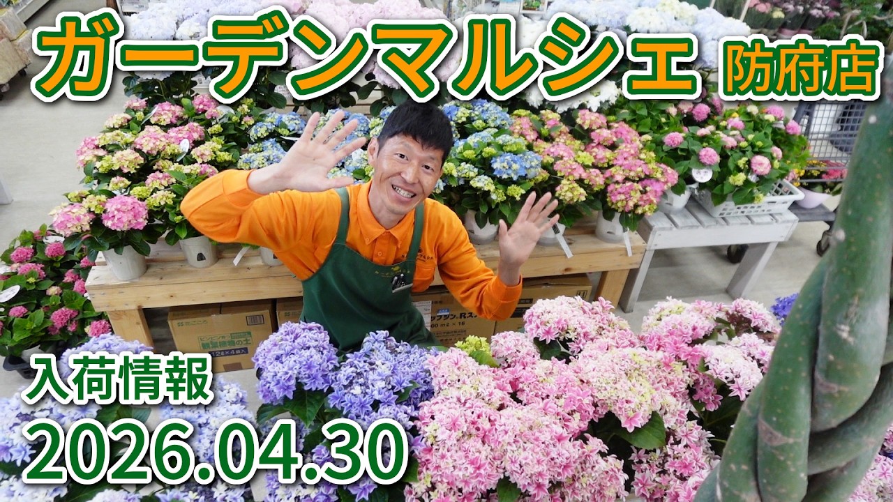 フラワー・ガーデニング ma April 30, 2026 Garden Marche Hofu Store: This Week's New Arrivals