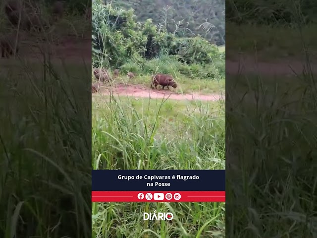 Grupo de Capivaras é flagrado na Posse, em Teresópolis