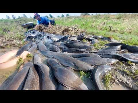 Unbelievable! finding and catching a lot of fish at field