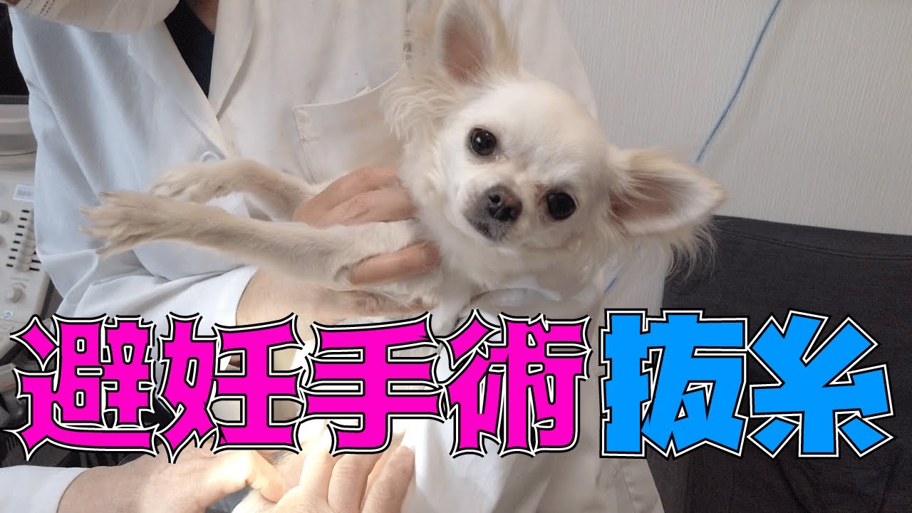 子犬チワワの避妊手術の抜糸をしてきました(part3) YouTube