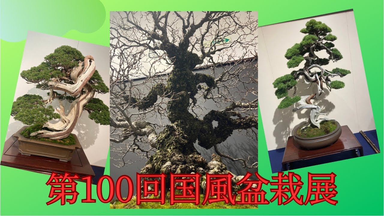 日本一の盆栽展を観に行ってみた！